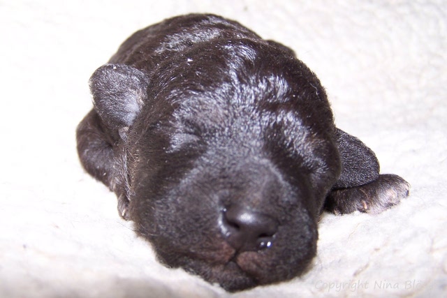 Arc-en-ciel Arlequin 20.01 (4).JPG